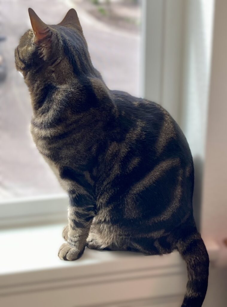 The photo shows an example of longing for what we don't have at the moment. The alternative is to thankful and content with what we have been given by God. Image of family cat sitting on a window sill, looking out the window.